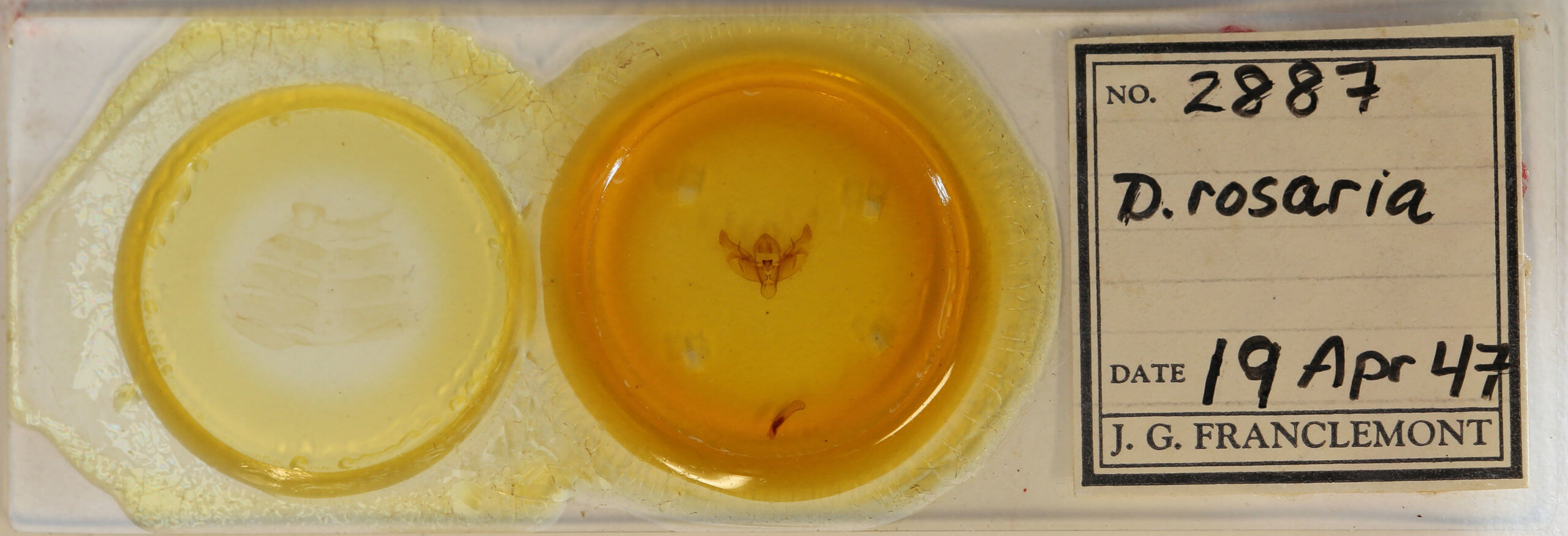 slide view of adult Diarsia rosaria