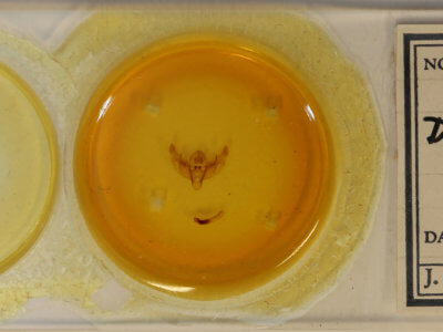 slide view of adult Diarsia