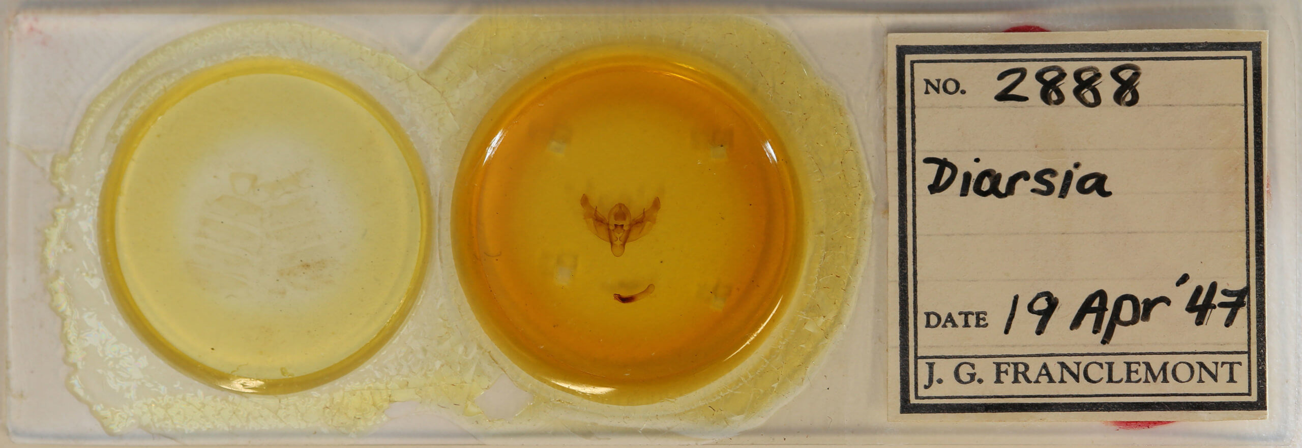 slide view of adult Diarsia