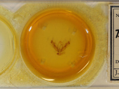 slide view of adult Diarsia esurialis