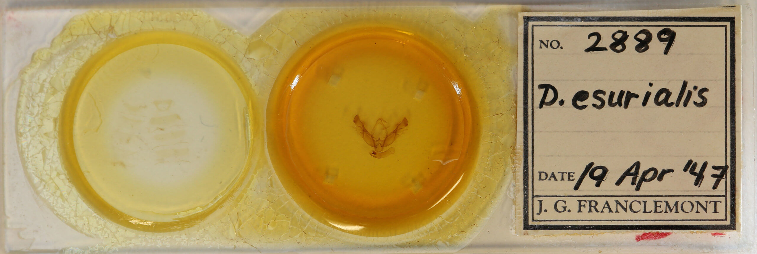 slide view of adult Diarsia esurialis