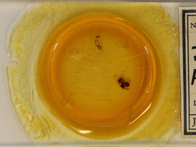 slide view of adult Diasia rosaria rosaria