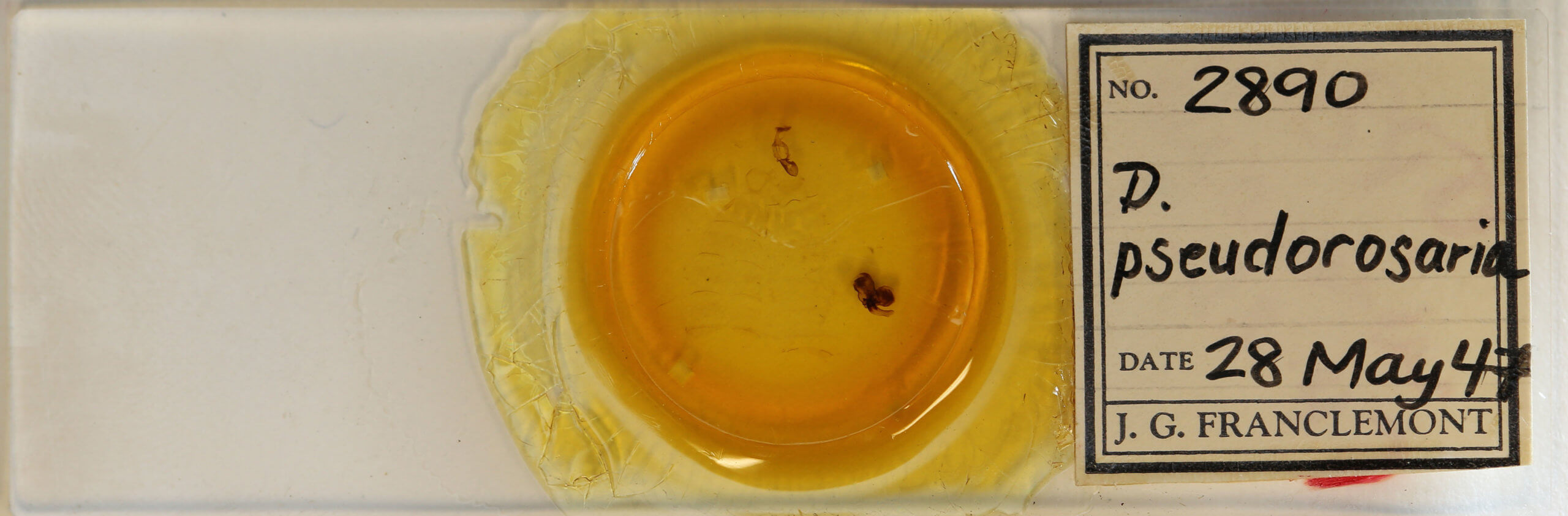 slide view of adult Diasia rosaria rosaria