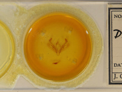 slide view of adult Diarsia brunnea