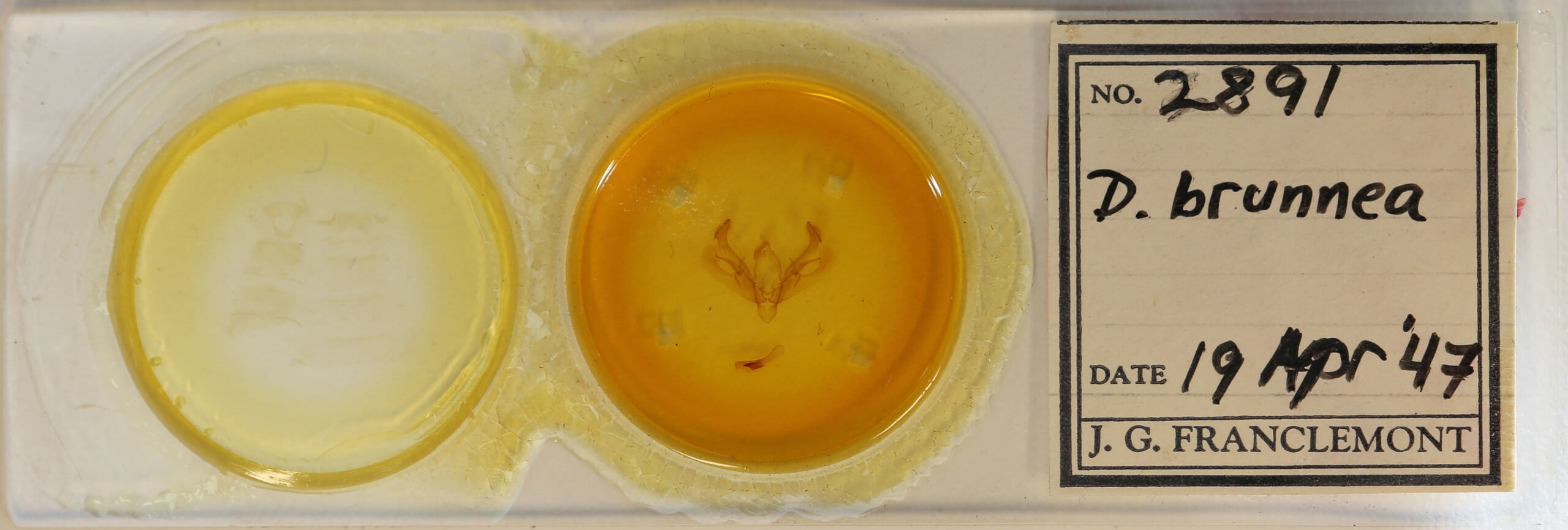 slide view of adult Diarsia brunnea