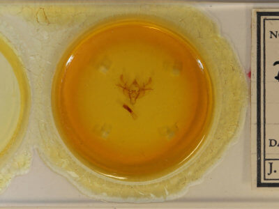 slide view of adult Diarsia rubi