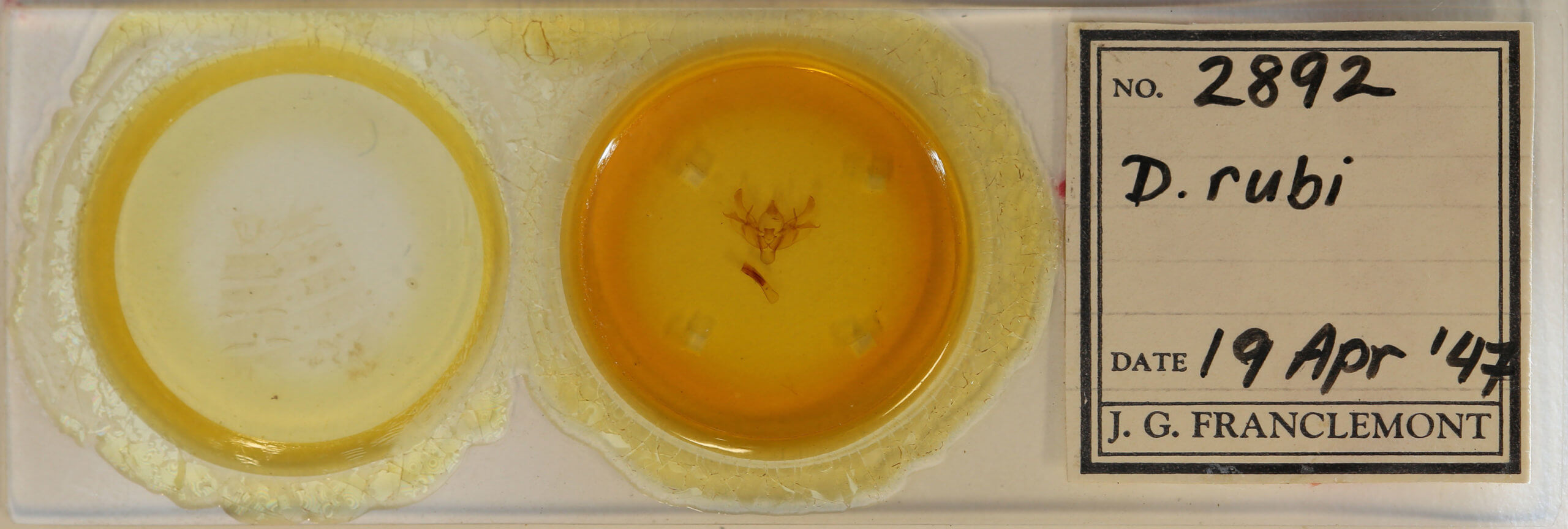 slide view of adult Diarsia rubi