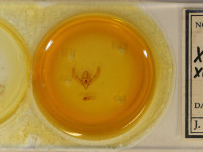 slide view of adult Xestia xanthographa