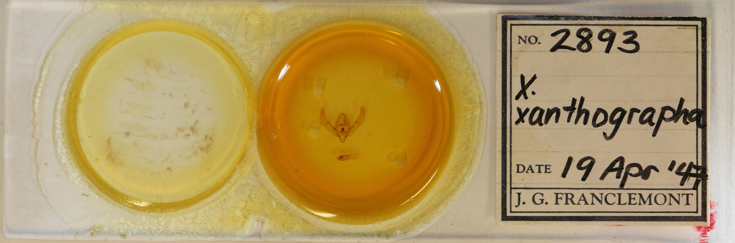 slide view of adult Xestia xanthographa