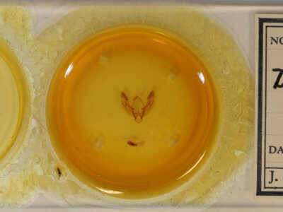 slide view of adult Diarsia festiva