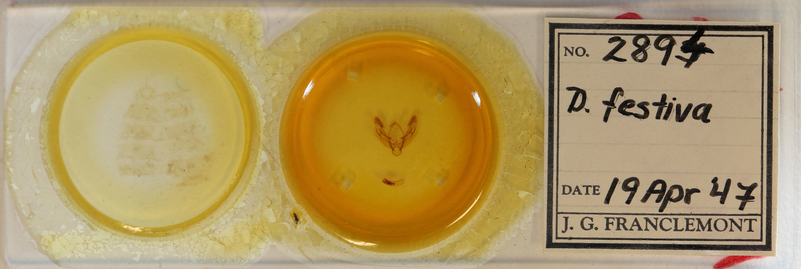 slide view of adult Diarsia festiva