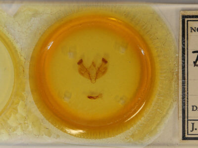 slide view of adult Diarsia dahlii