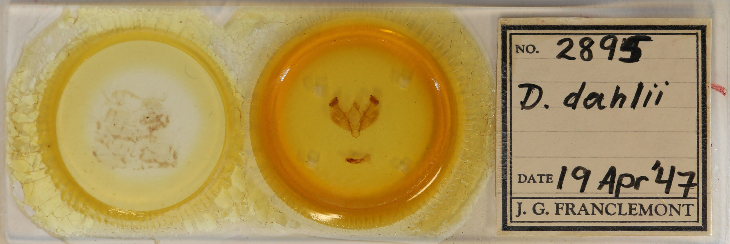 slide view of adult Diarsia dahlii