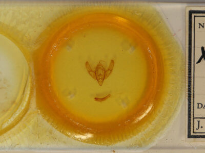 slide view of adult Noctuini