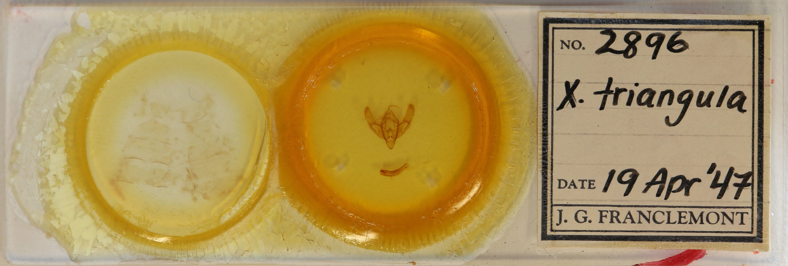 slide view of adult Noctuini