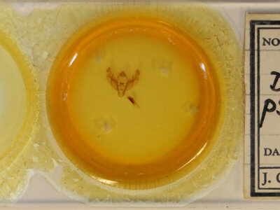 slide view of adult Diarsia rosaria rosaria