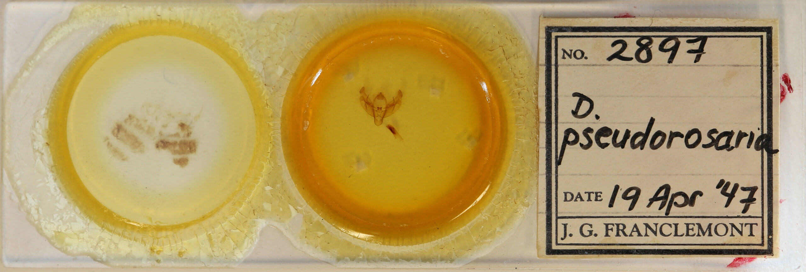 slide view of adult Diarsia rosaria rosaria