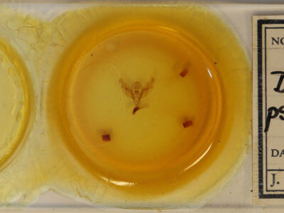 slide view of adult Diarsia rosaria rosaria