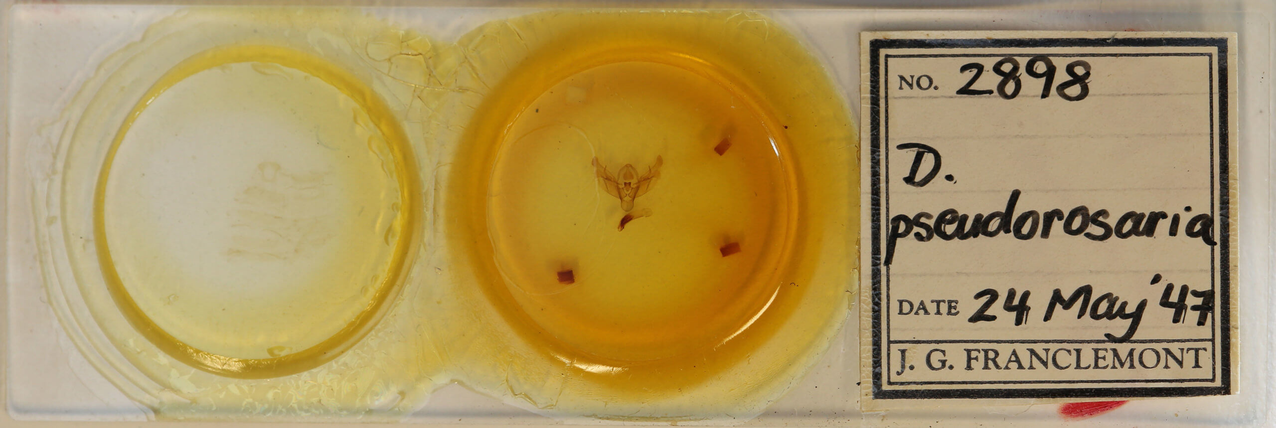 slide view of adult Diarsia rosaria rosaria