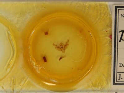 slide view of adult Diarsia rosaria