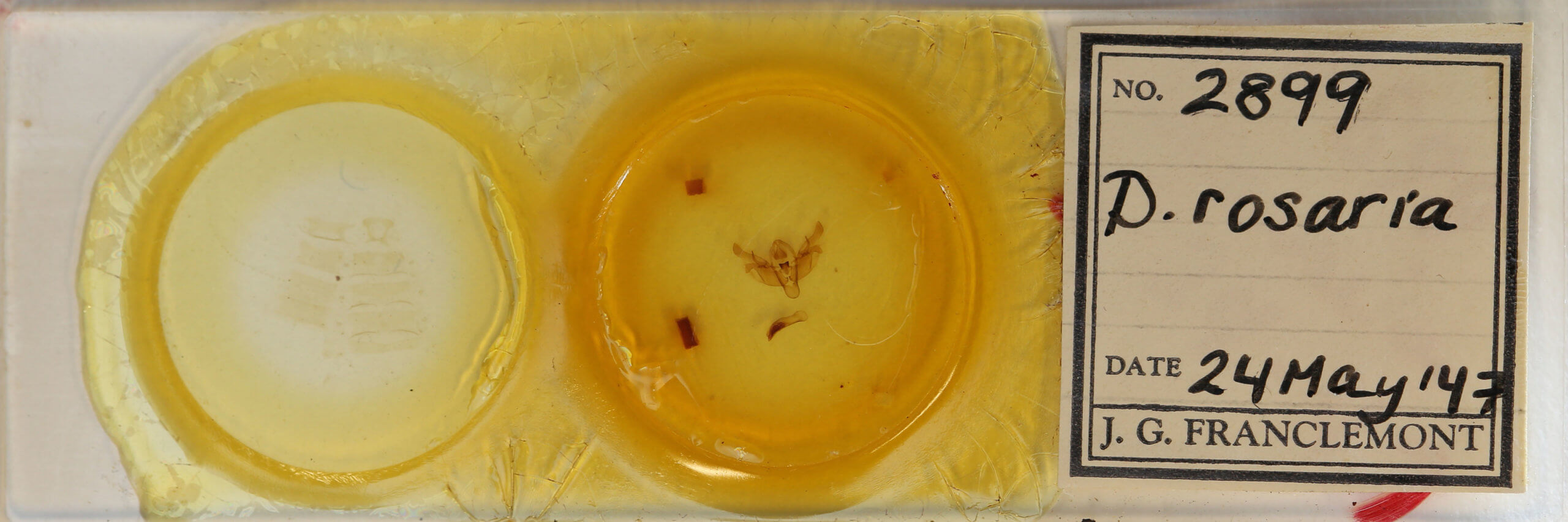 slide view of adult Diarsia rosaria