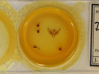 slide view of adult Diarsia rosaria