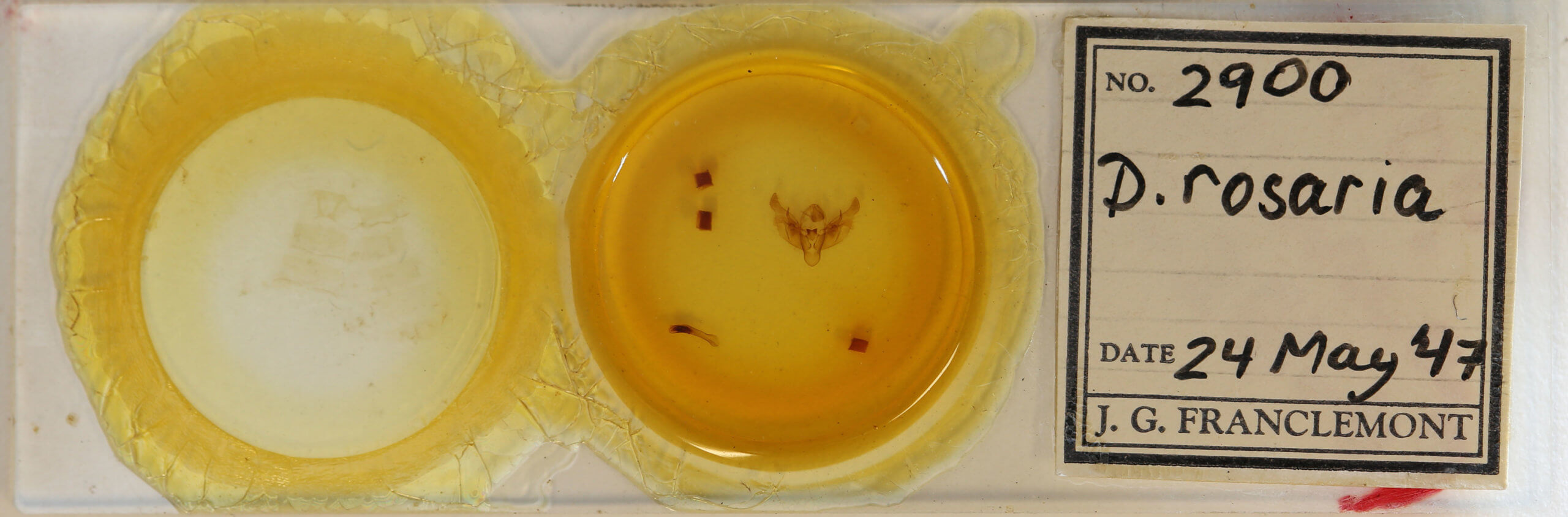 slide view of adult Diarsia rosaria