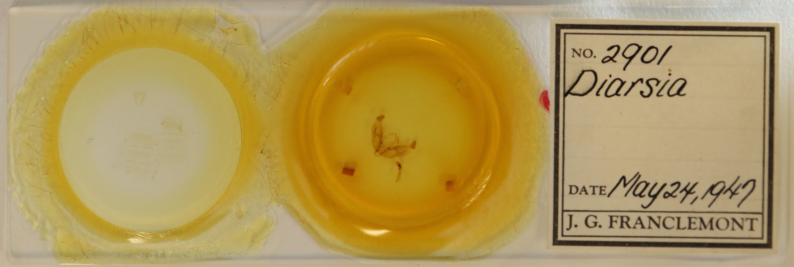 slide view of adult Diarsia