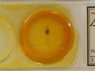 slide view of adult Diarsia