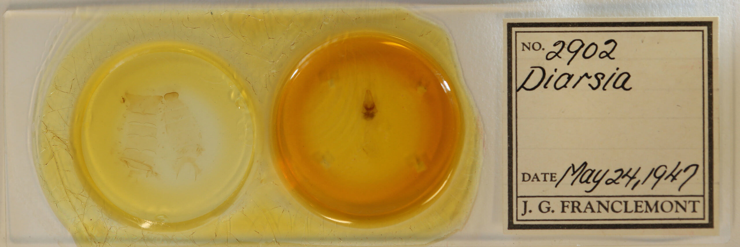 slide view of adult Diarsia