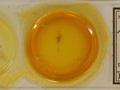 slide view of adult Diarsia