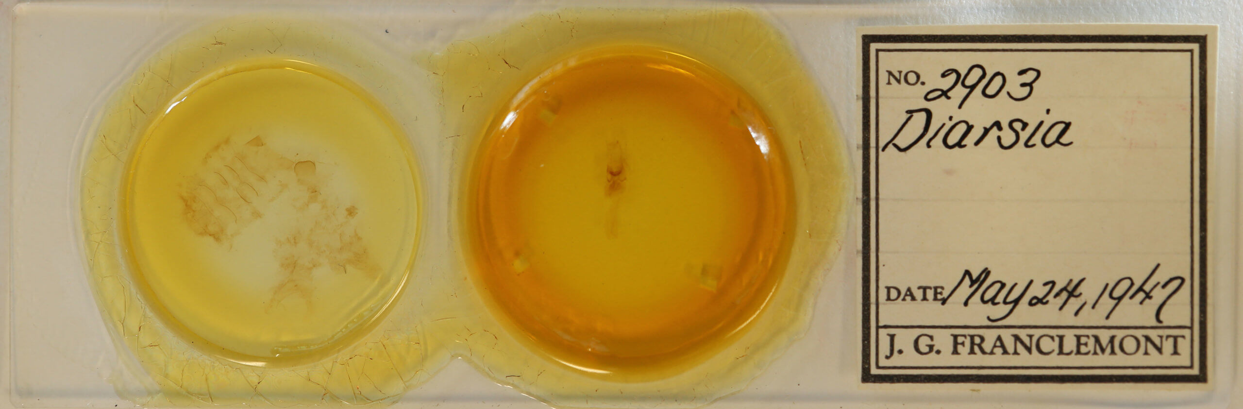 slide view of adult Diarsia