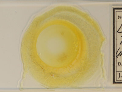 slide view of adult Dyspyralis illocata