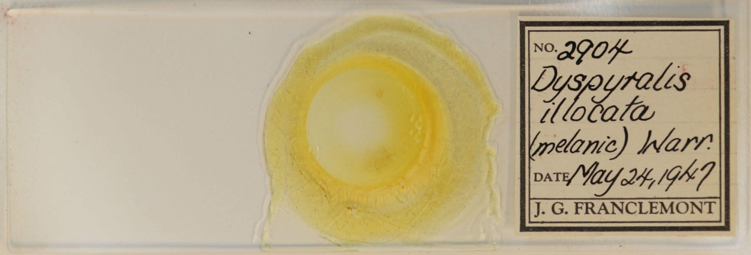 slide view of adult Dyspyralis illocata