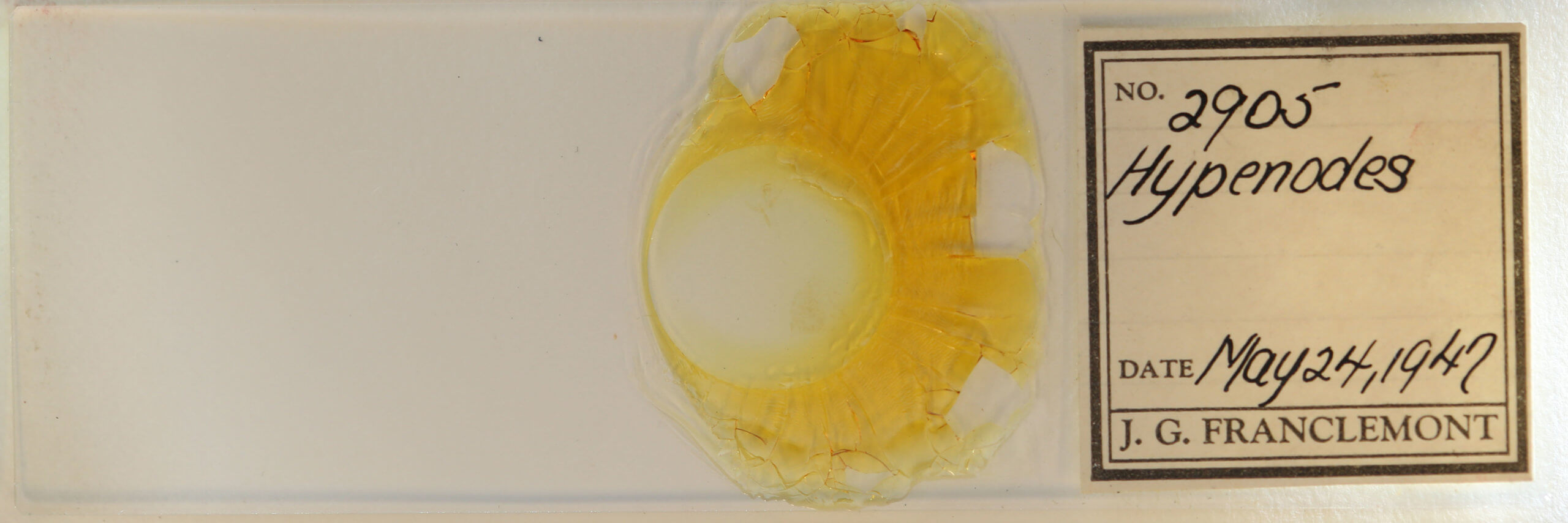 slide view of adult Hypenodes