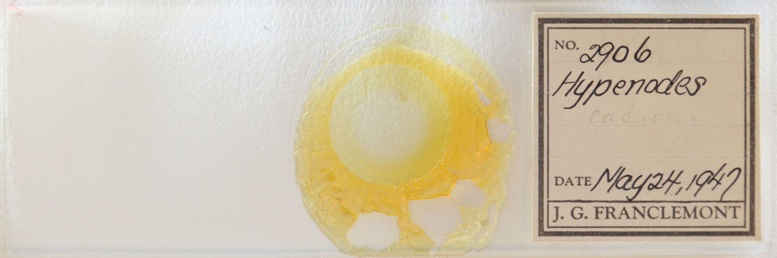 slide view of adult Hypenodes