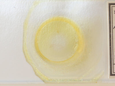 slide view of adult Hypenodes humidalis