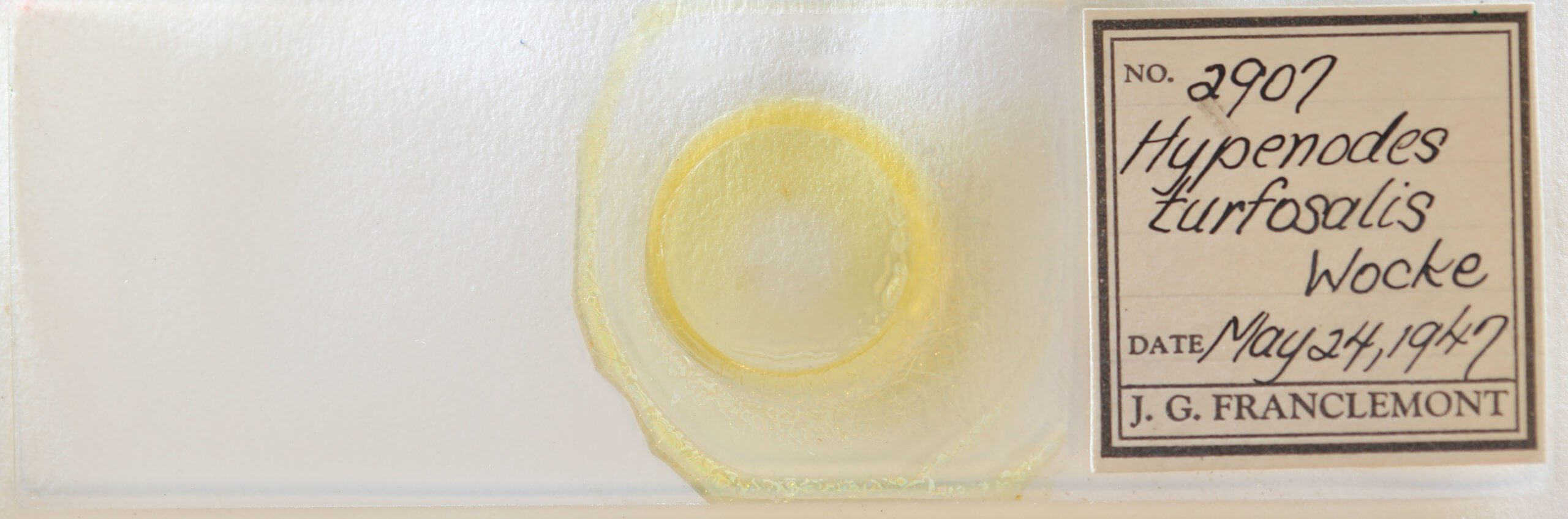 slide view of adult Hypenodes humidalis