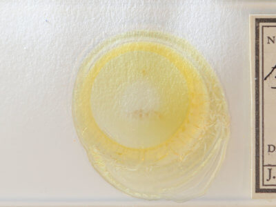 slide view of adult Hypenodes