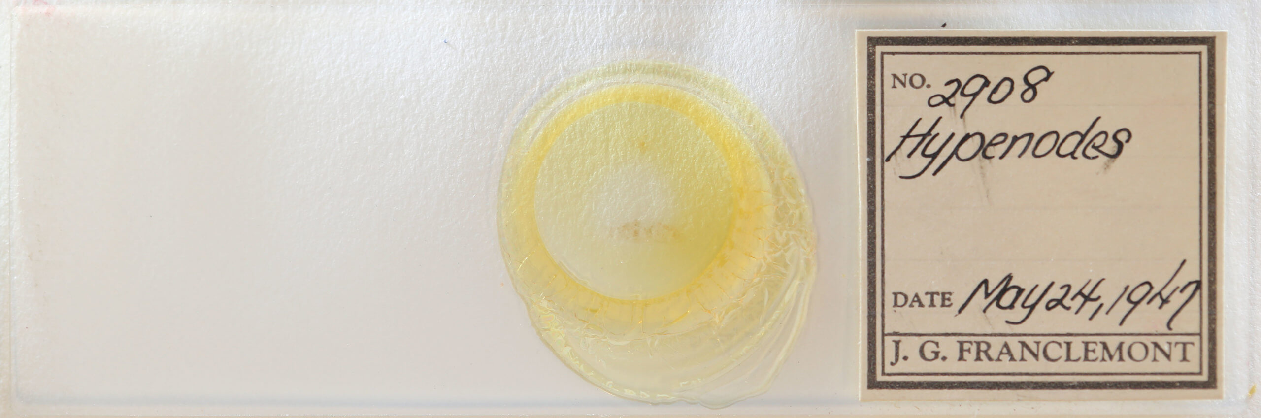 slide view of adult Hypenodes