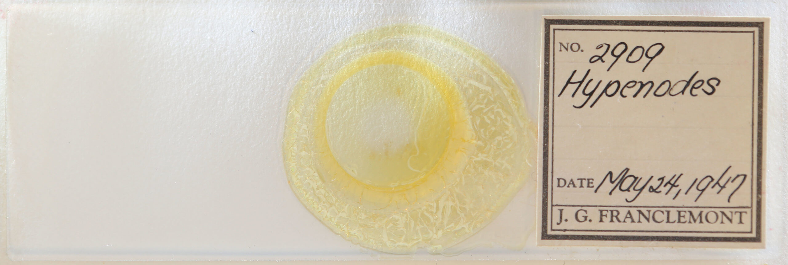 slide view of adult Hypenodes