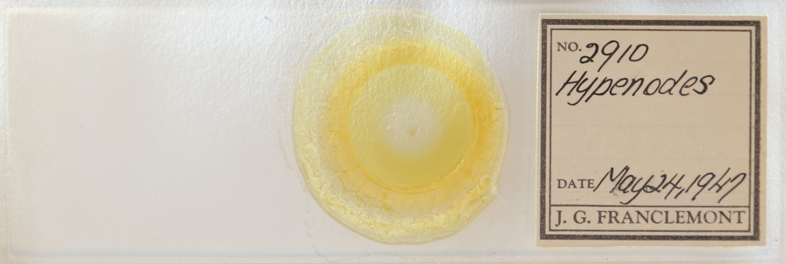 slide view of adult Hypenodes