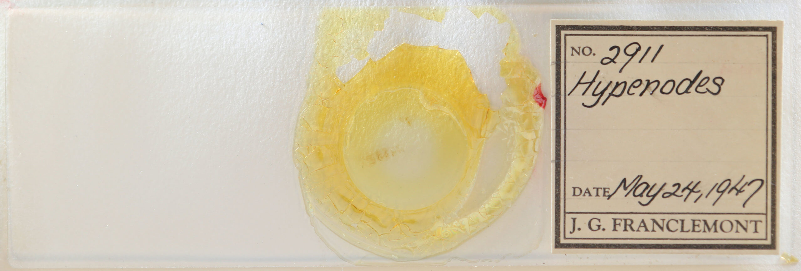 slide view of adult Hypenodes