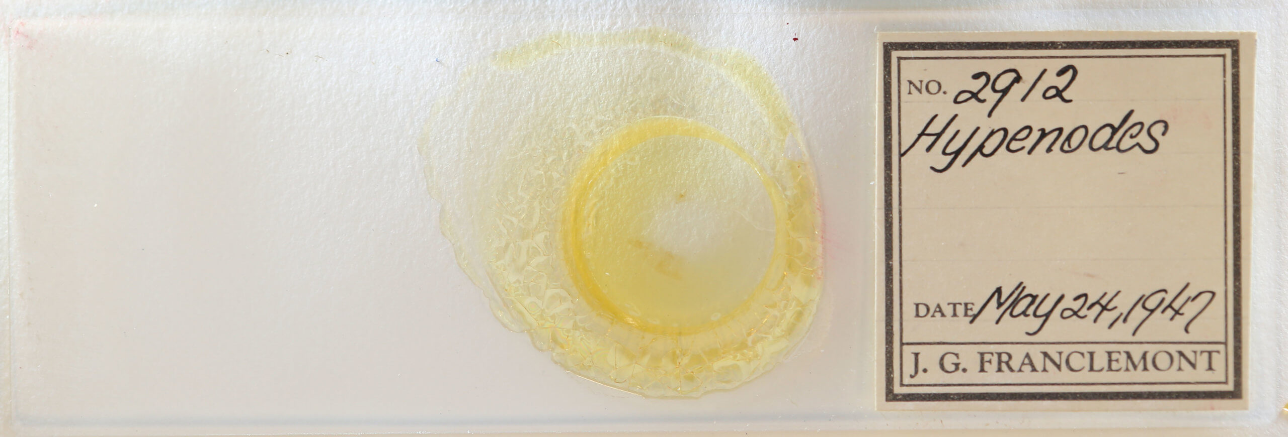 slide view of adult Hypenodes