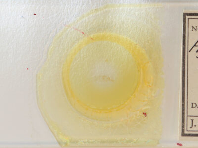 slide view of adult Hypenodes