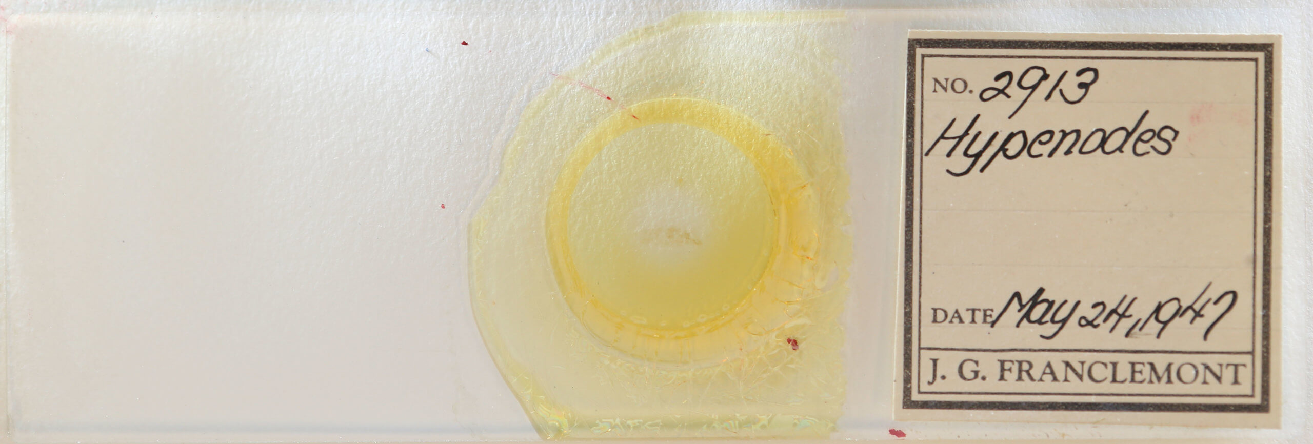 slide view of adult Hypenodes