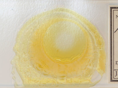 slide view of adult Hypenodes