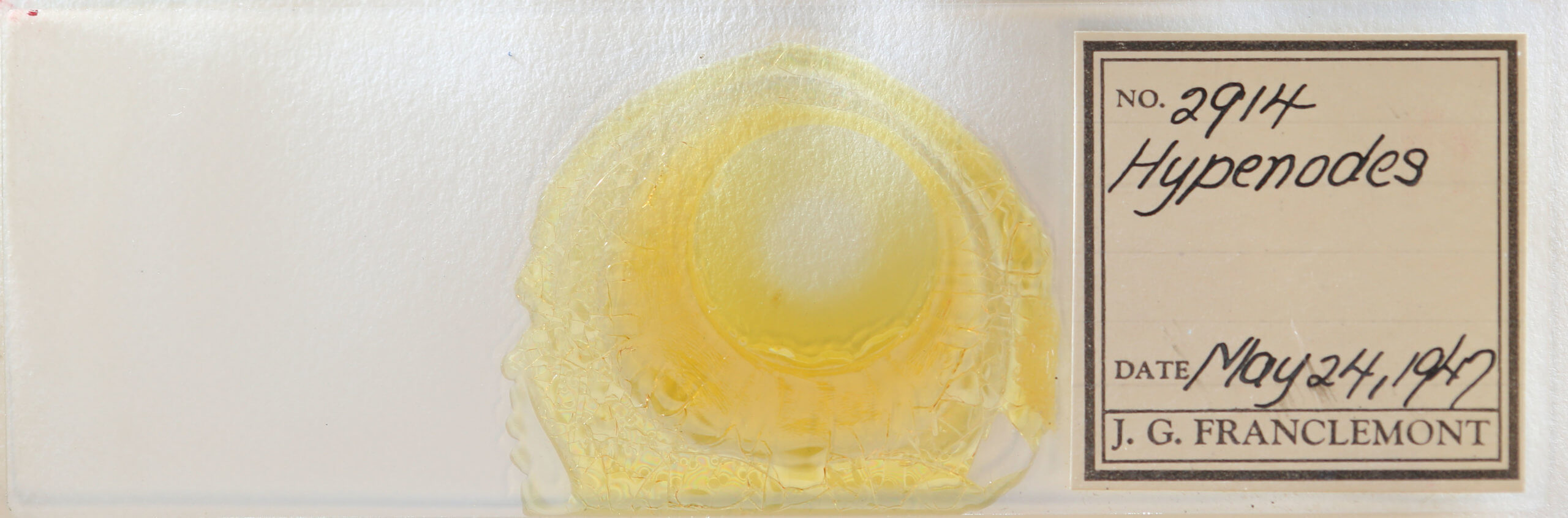 slide view of adult Hypenodes