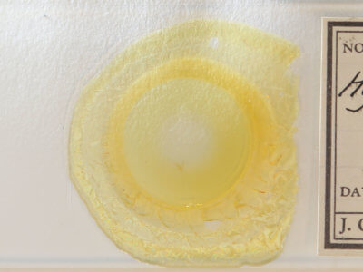 slide view of adult Hypenodes