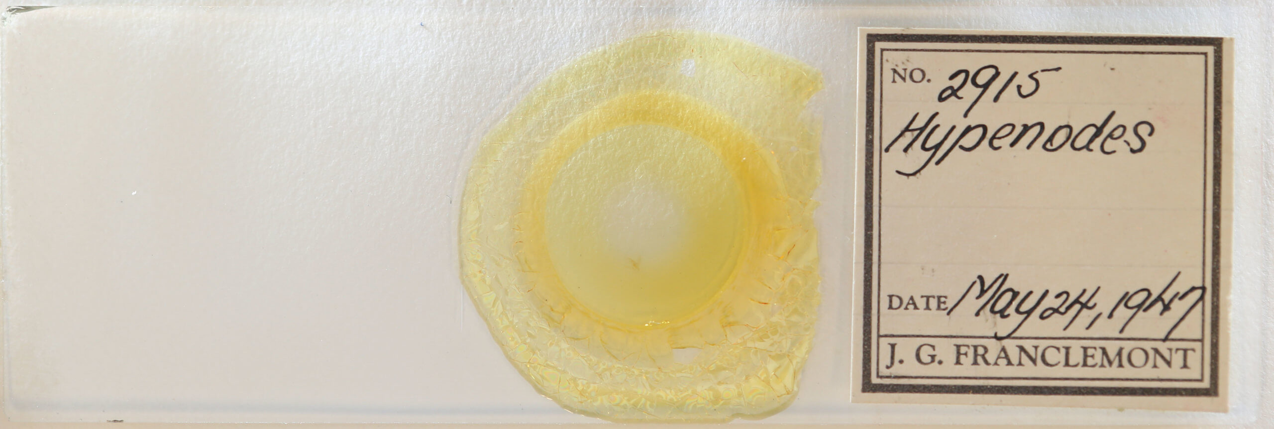 slide view of adult Hypenodes